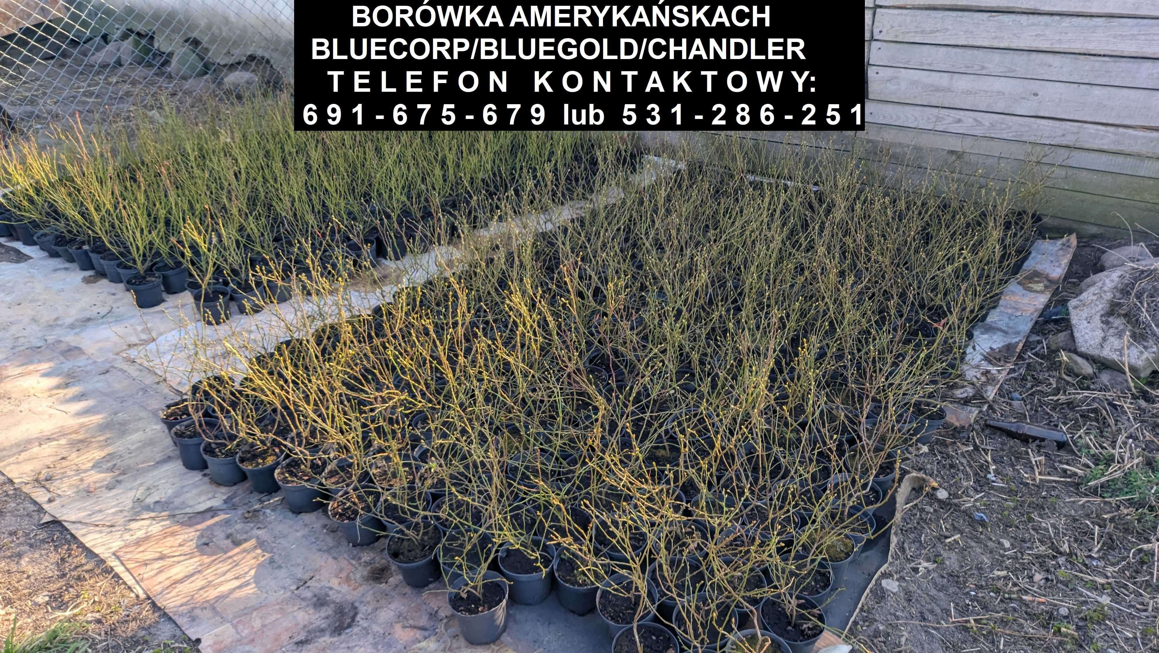 Borówka Amerykańska w odmianach Bluecorp/Bluegold/Chandler - 3 letnia