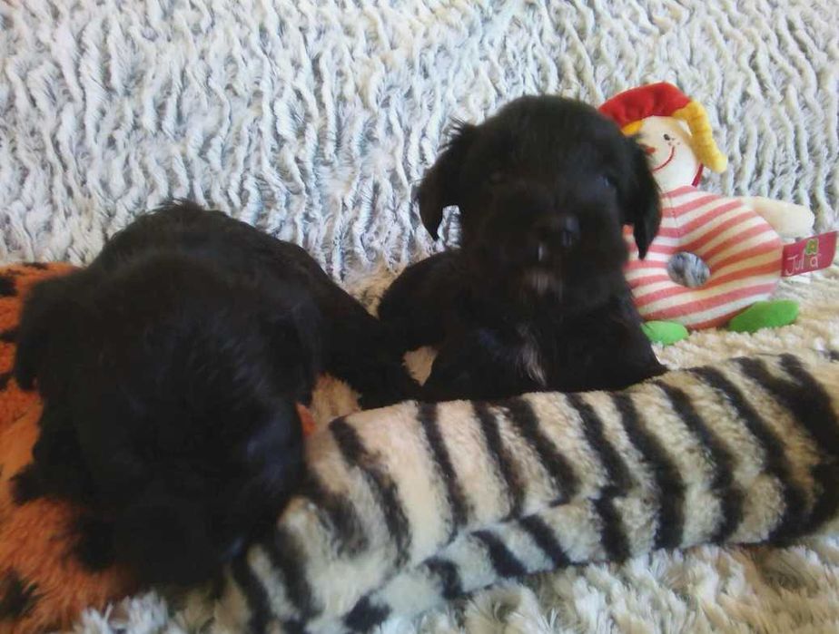 Sznaucer miniaturowy czarny (FCI) - piesek