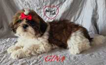 Piękna sunia shih-tzu GINA.