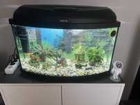 Akwarium 60 litrow + akcesoria