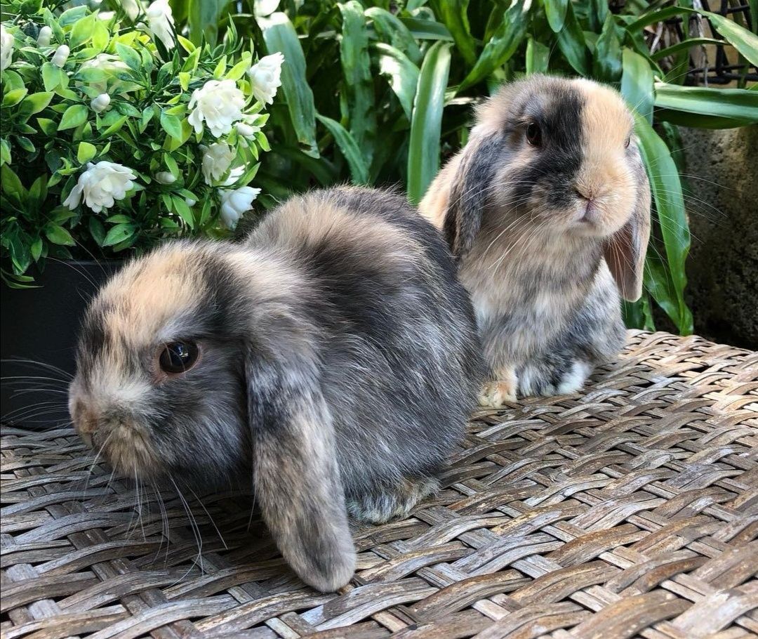 Coelhos anões mini orelhudos(mini Lop) muito dóceis