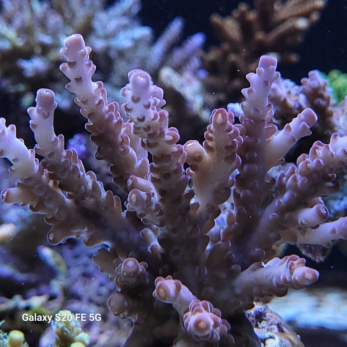 Acropora  koralowce sps szczepki akwarium morskie