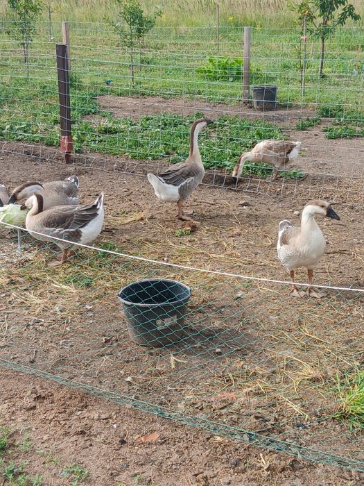 Sprzedam gesi garbanos