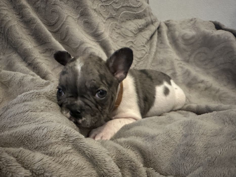 Buldogue Francês Blue pied
