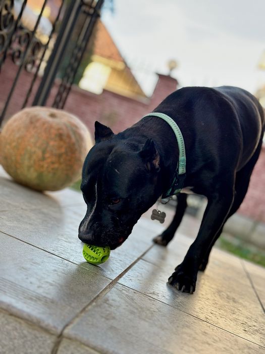 Продаються породисті цуцики породи пітбуль