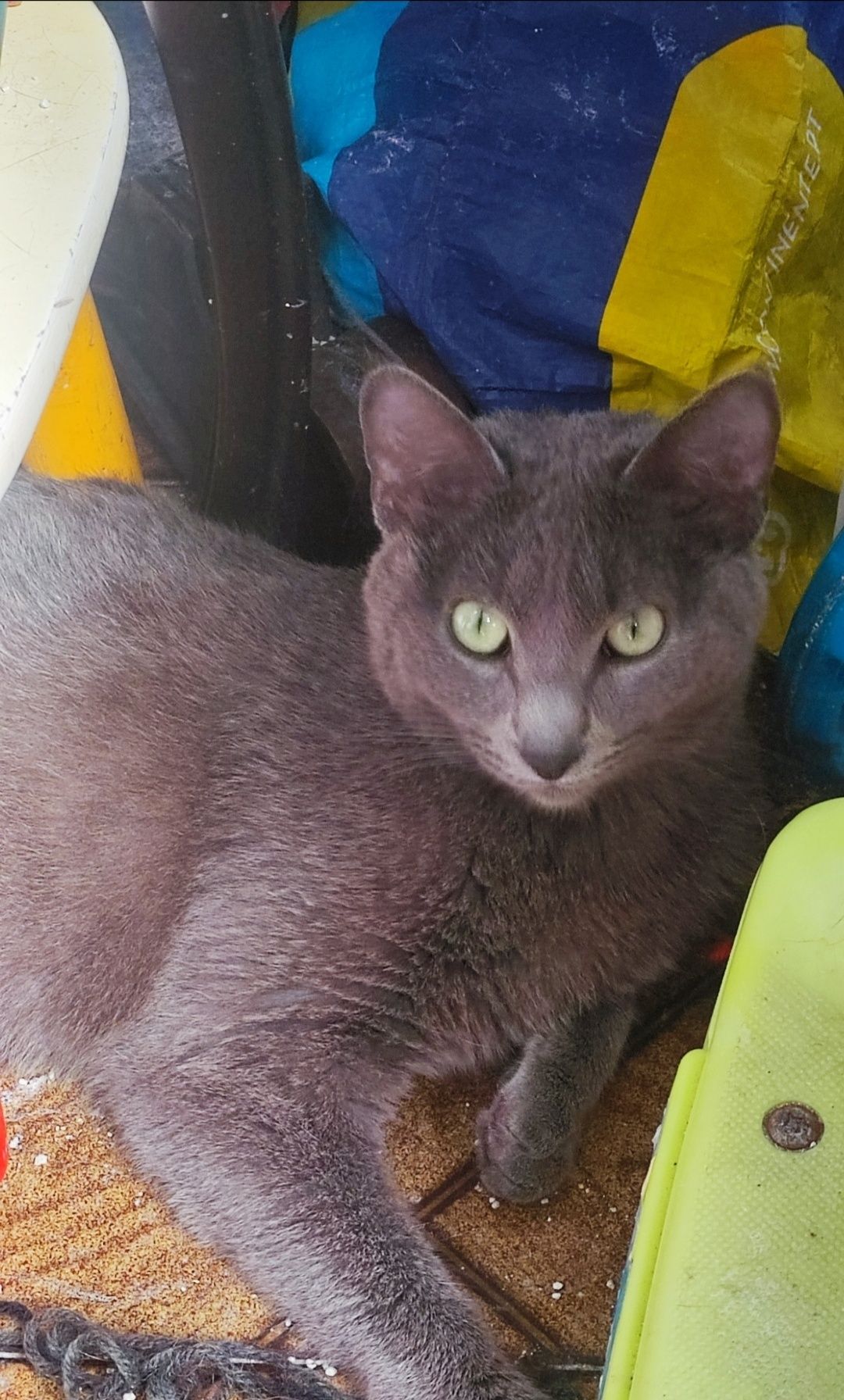 Gato e gata para adotar