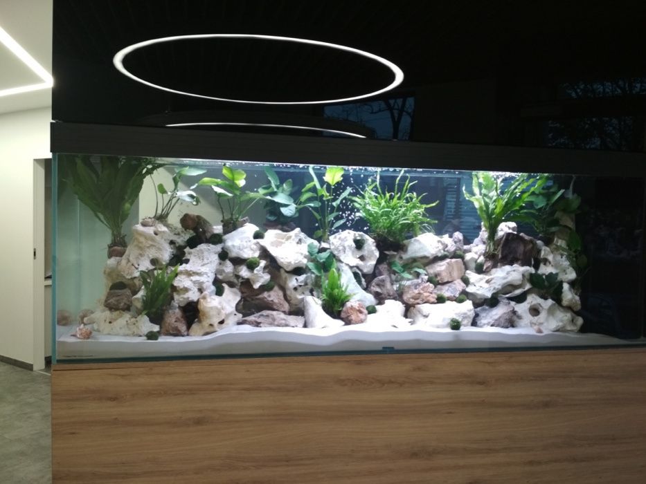 Projektowanie, zakładanie, pielęgnacja, serwis akwarium - Kraków