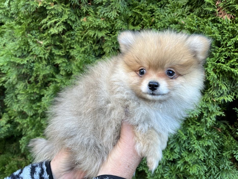 Szpic Pomeranian - Bagis