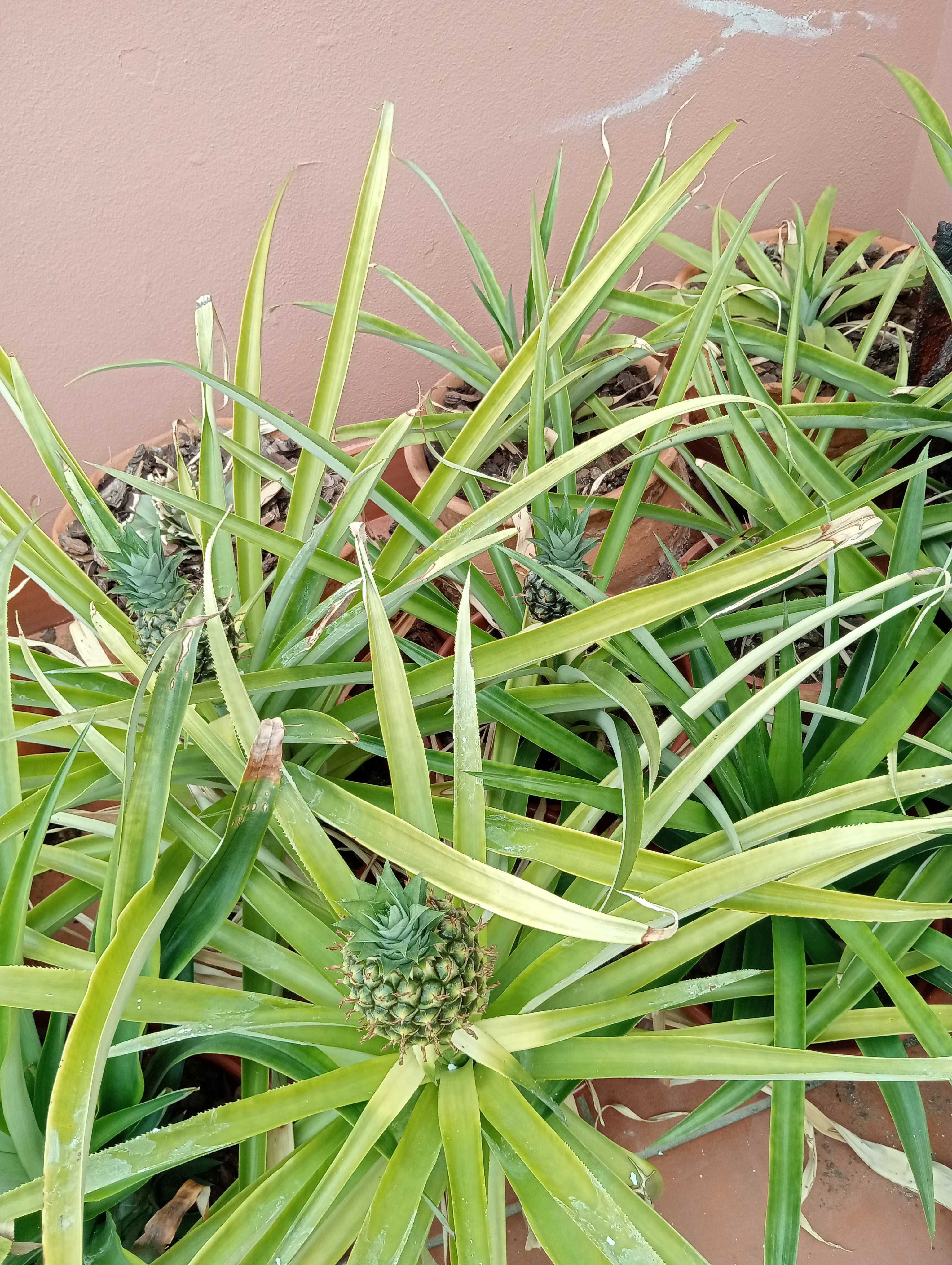 Plantas de Ananás  ( ananas )