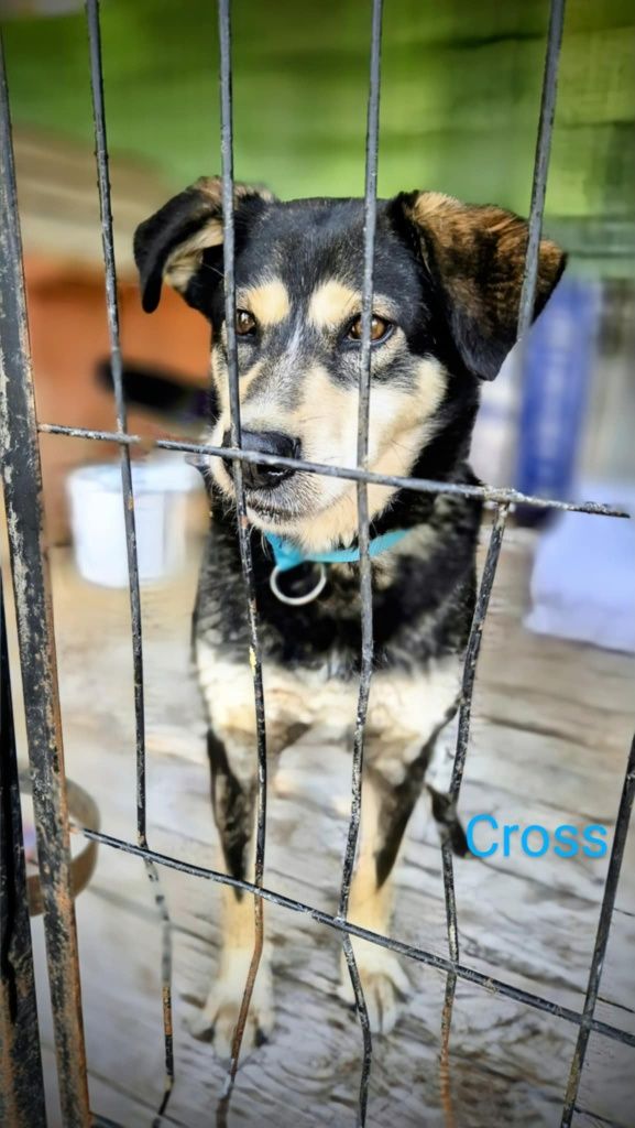 Kross, czyli wesoły mix labrador i husky