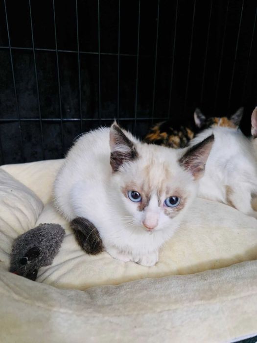 Bebés com cerca de 6/7 meses para adoção responsável