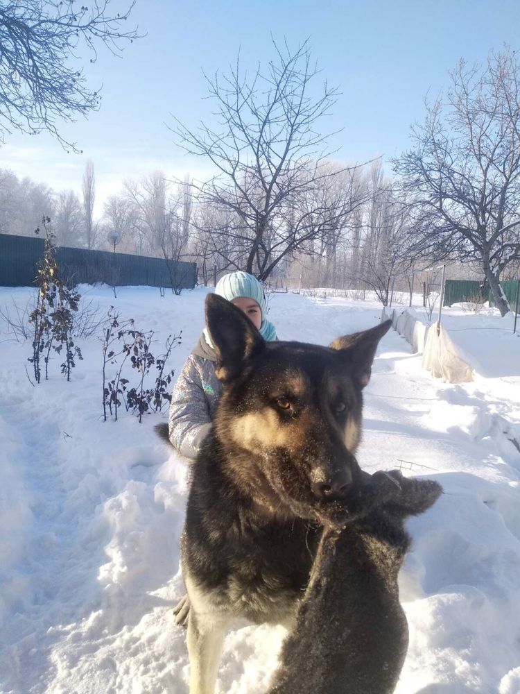 Кобель для вязки восточно европейская овчарка