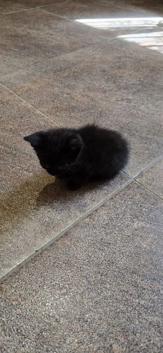 Отдам котят в хорошие руки