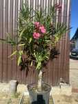 Oleander pachnacy na pniu rozario