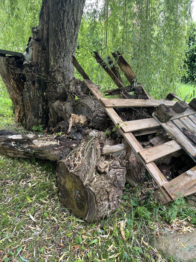 Duże pnie drzew do oddania