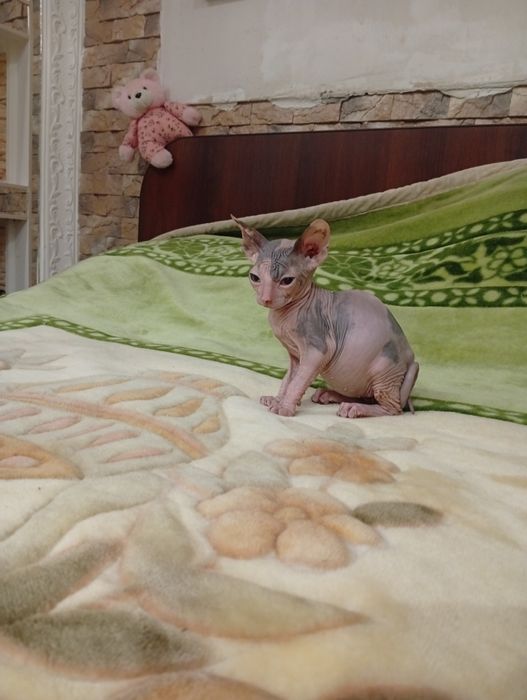 Канадский сфинкс