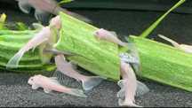 Zbrojnik Ancitrus Snow White Masson