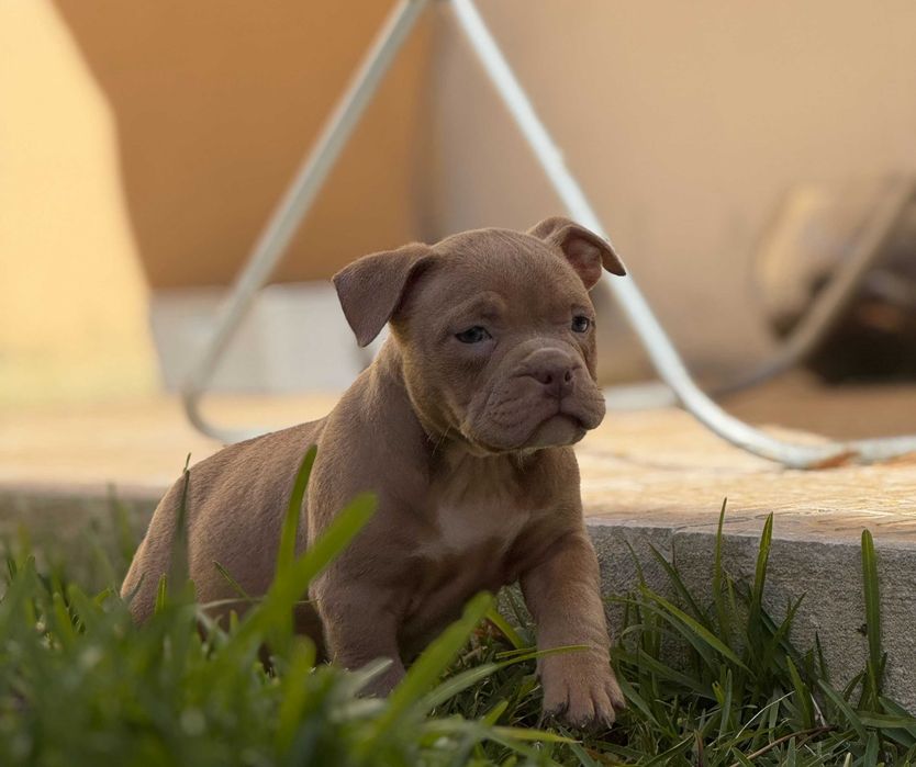 American Bully Pocket