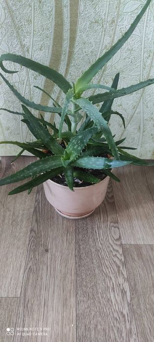Алое Вера і алое в одному горщику