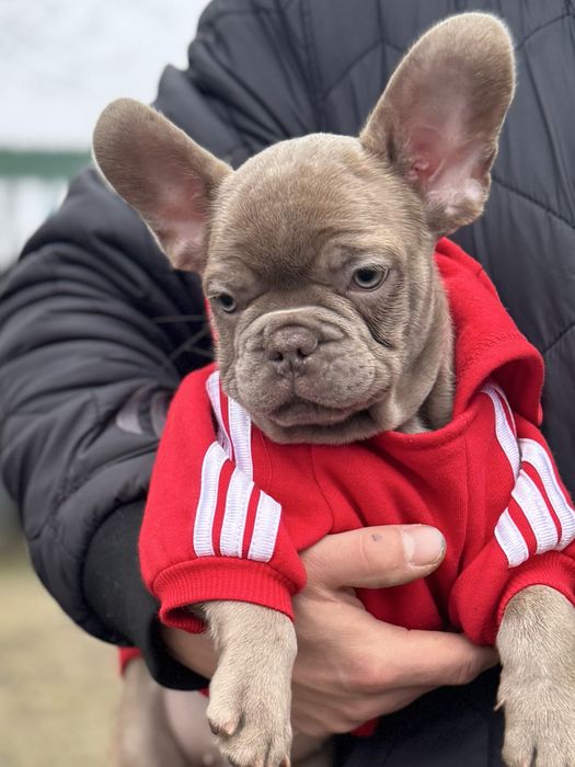 Французкий бульдог