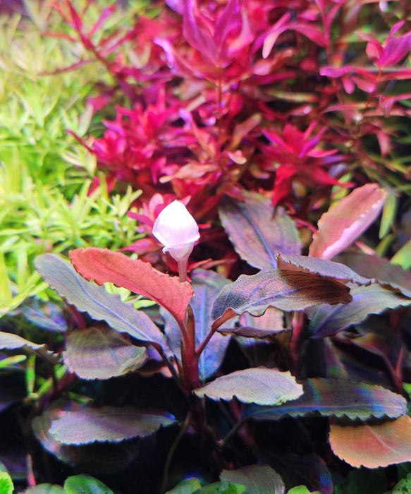 Продам Буцефаландру