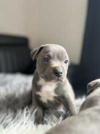 Staffordshire Bull Terrier-Staffik