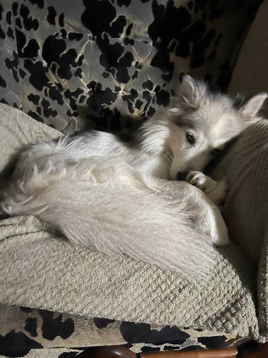 Віддам хаскі-дівчинку в добрі руки!