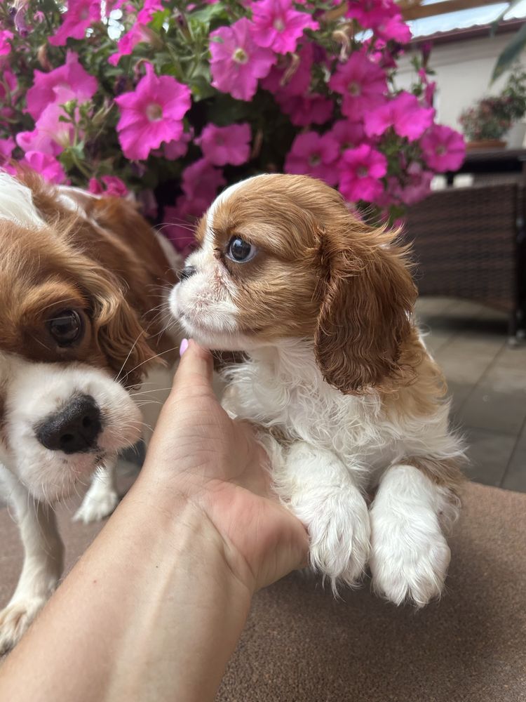 Cavalier king charles spaniel SUCZKA, hotowa do odbioru