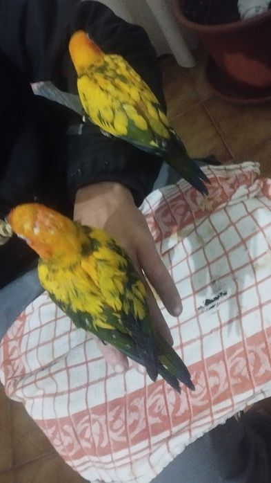 Aves domésticas aratinga  sol