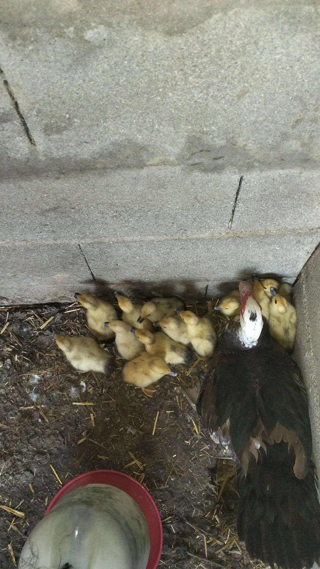 Patos mudos crias