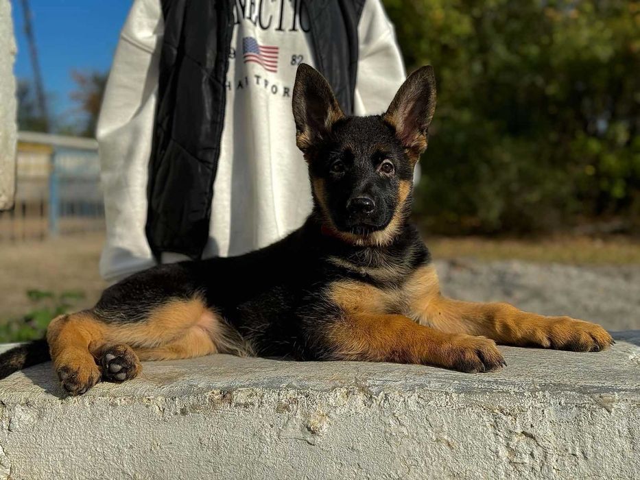 Цуценята німецької вівчарки