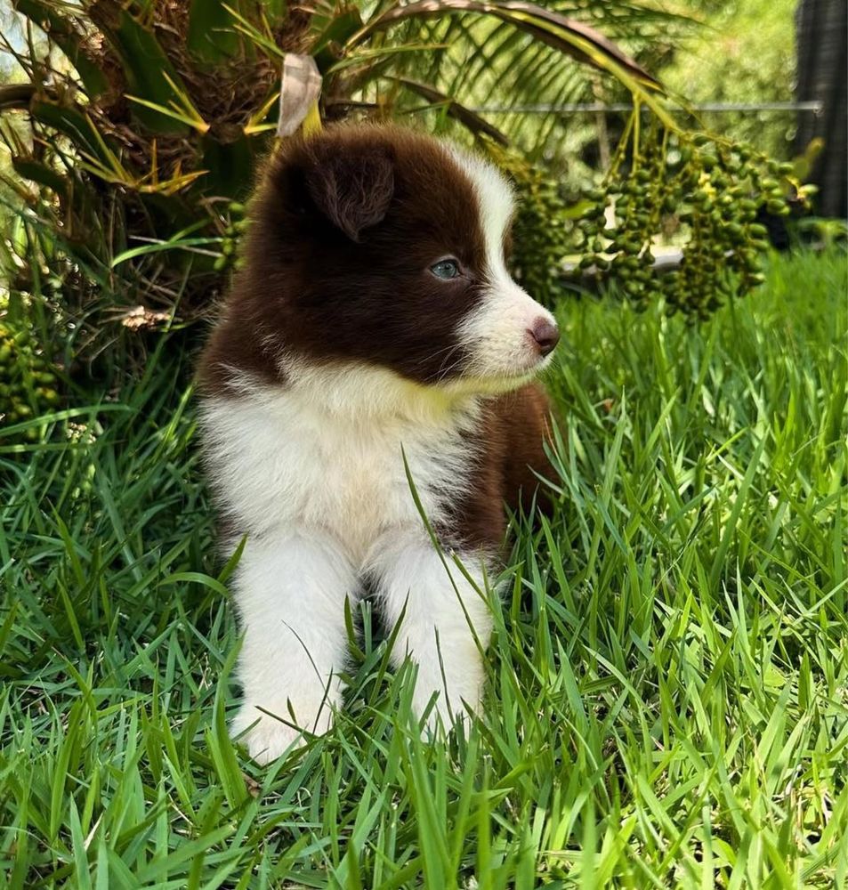 Border Collie Femea chocolate