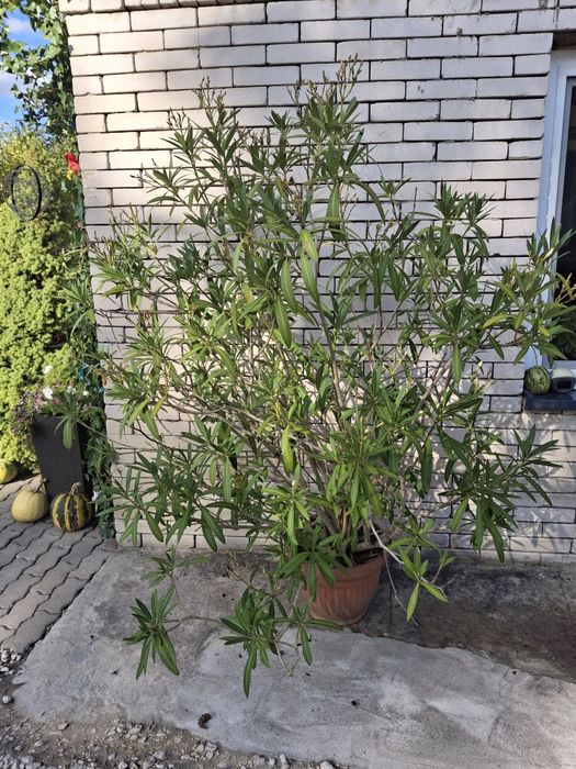 Oleander biały  i czerwony pełny