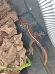 Gekon paskowany Gekko vittatus