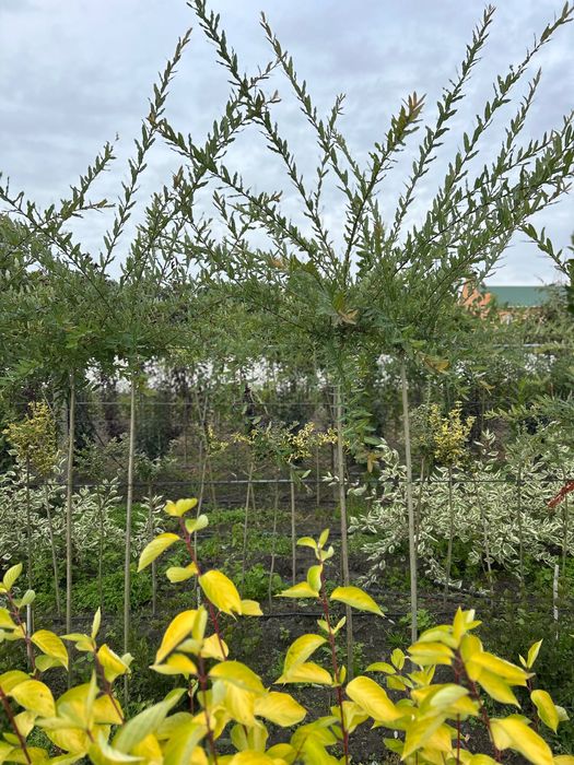 Верба Хакуро-Нішикі на штамбі | З відкритою кореневою системою