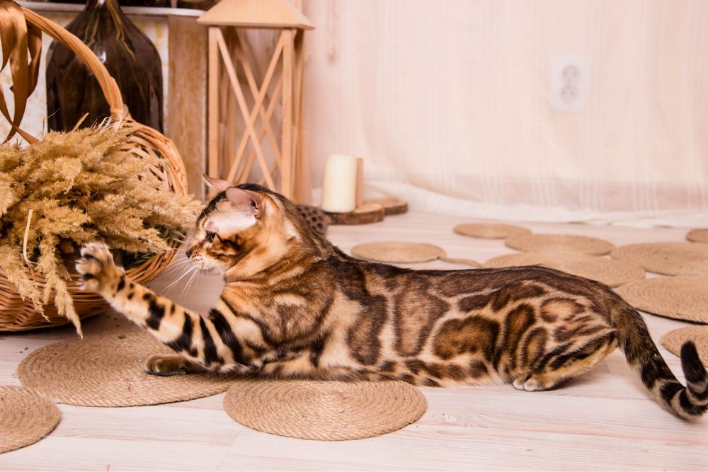 Бенгал WCF в‘язка