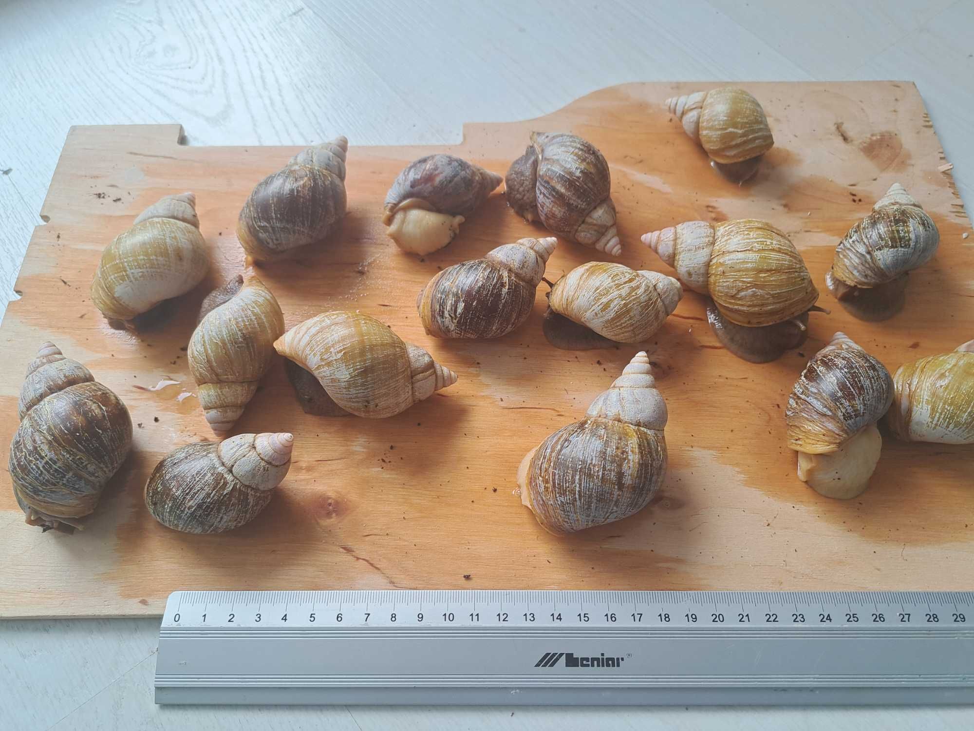 Ślimaki Afrykańskie, różnej wielkości