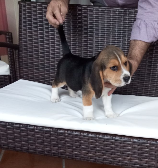 BEAGLE Tricolor qualidade superior com LOP E AFIXO