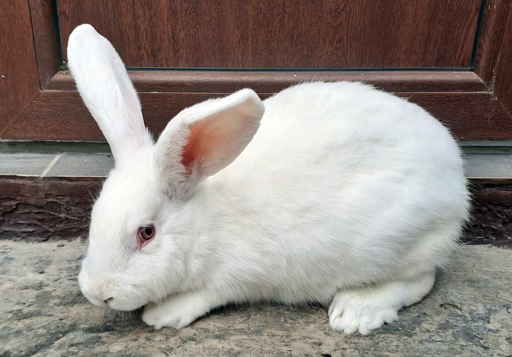 Кролички породы Термонский белый. Возраст 4 месяца