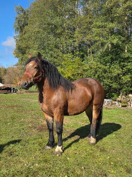 Sprzedam Źrebówkę Zimnokrwistą