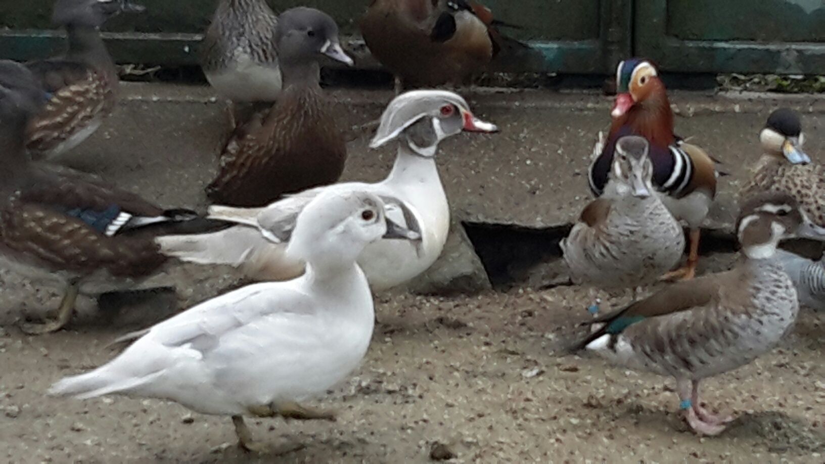 Pato *Mandarim*Carolino* variedades*
