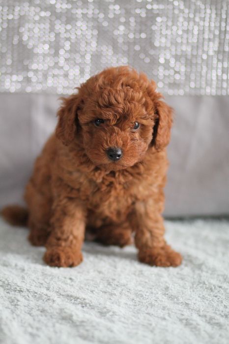 ***Pudel Toy/Miniaturowy Red Badania***