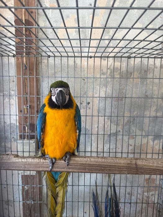 Jovens Araras Araraúnas