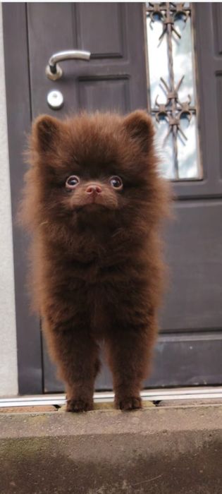 Шпіц шоколадного кольору