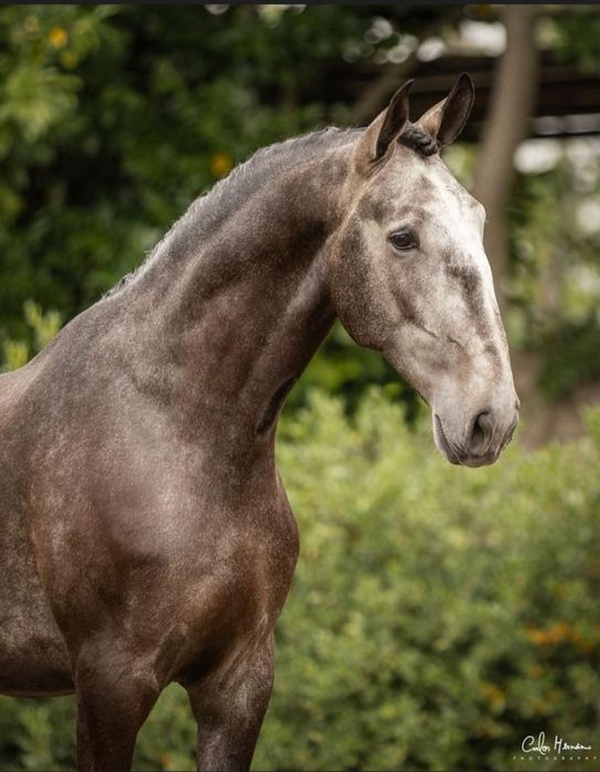 Vendo Cavalo PSL