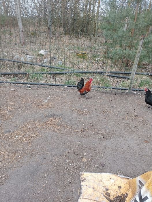 Sprzedam koguta liliputa