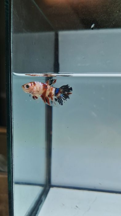 Півники власного розведення