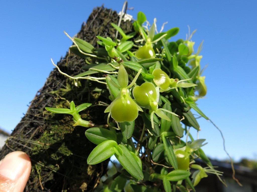 Мініатюрна орхідея Epidendrum porpax Alba