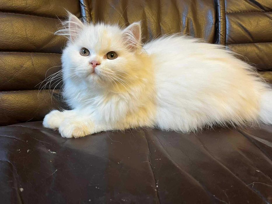 Śliczna kociczka perska z rodowodem