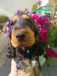 Cocker Spaniel Angielski